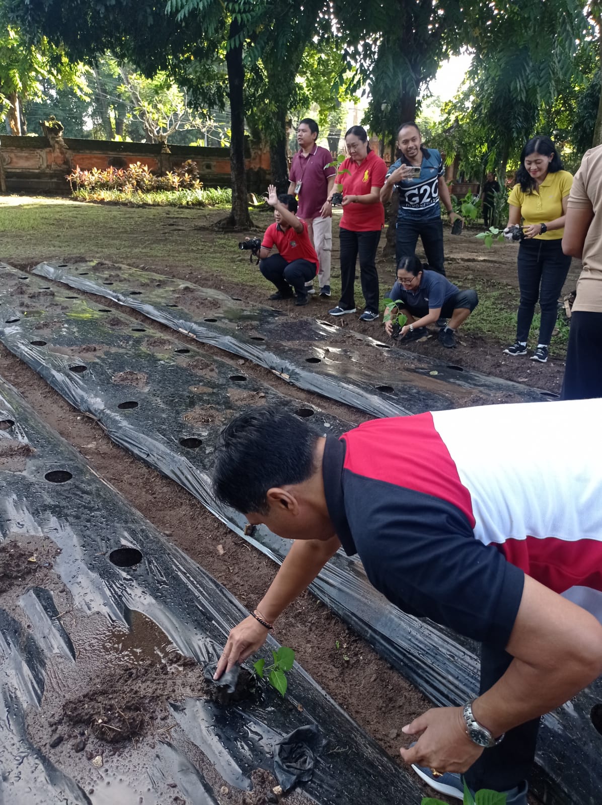 Penanaman Tanaman Cepat Panen