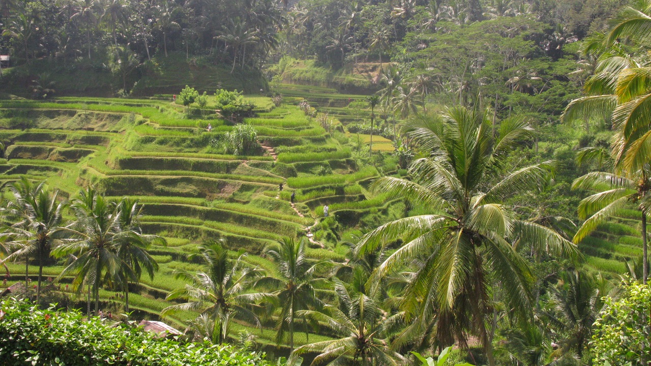 CEKING RICE TERACES