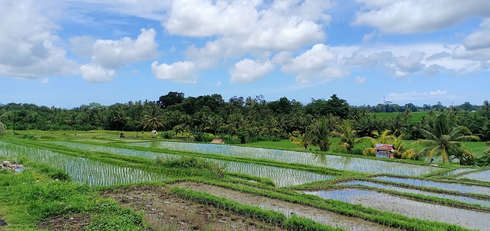 Pertanian