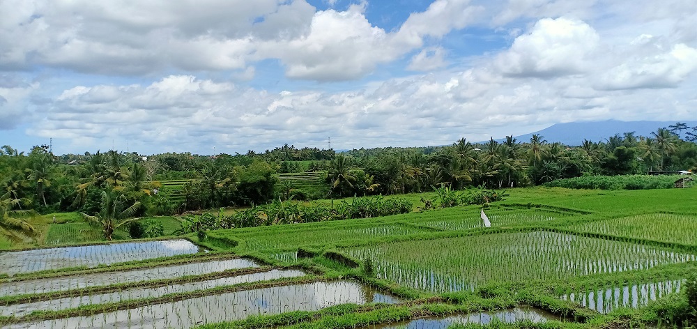 Sawah yang Indah