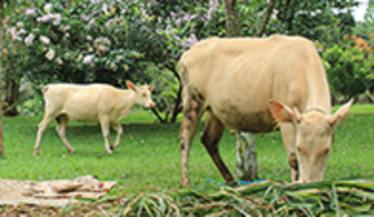 Desa Wisata Taro