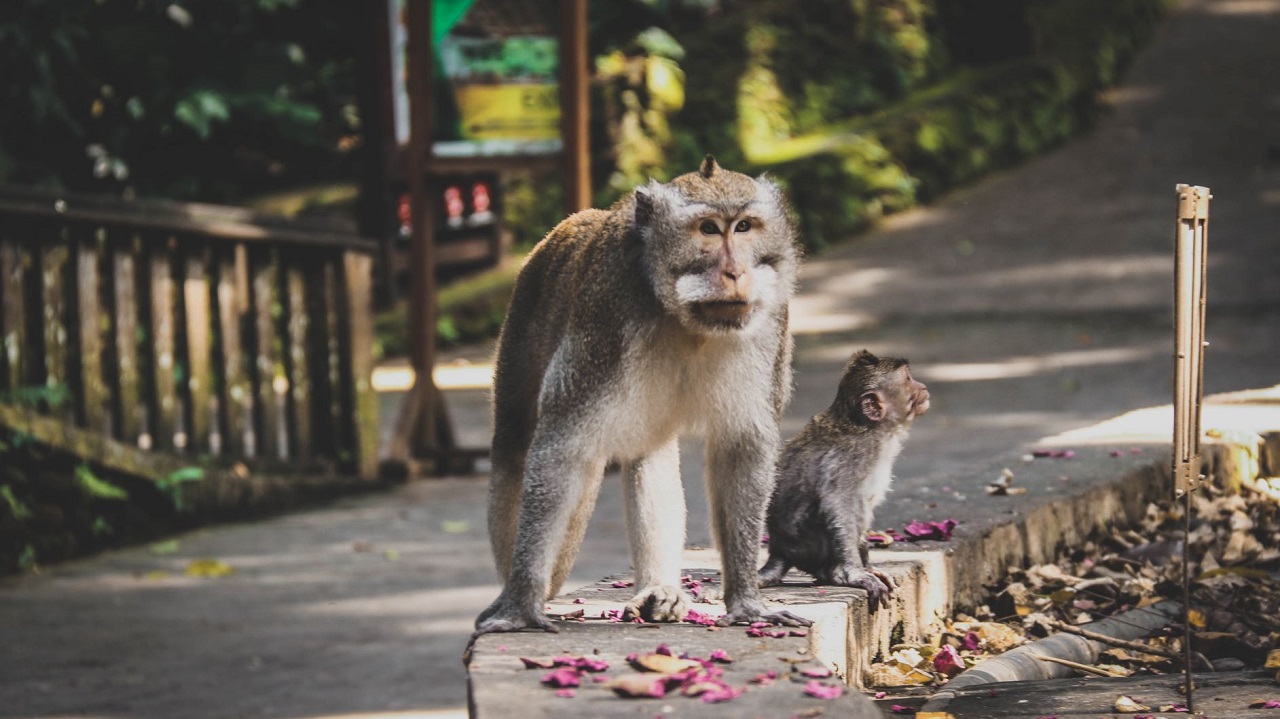 Sangeh Monkey Forest