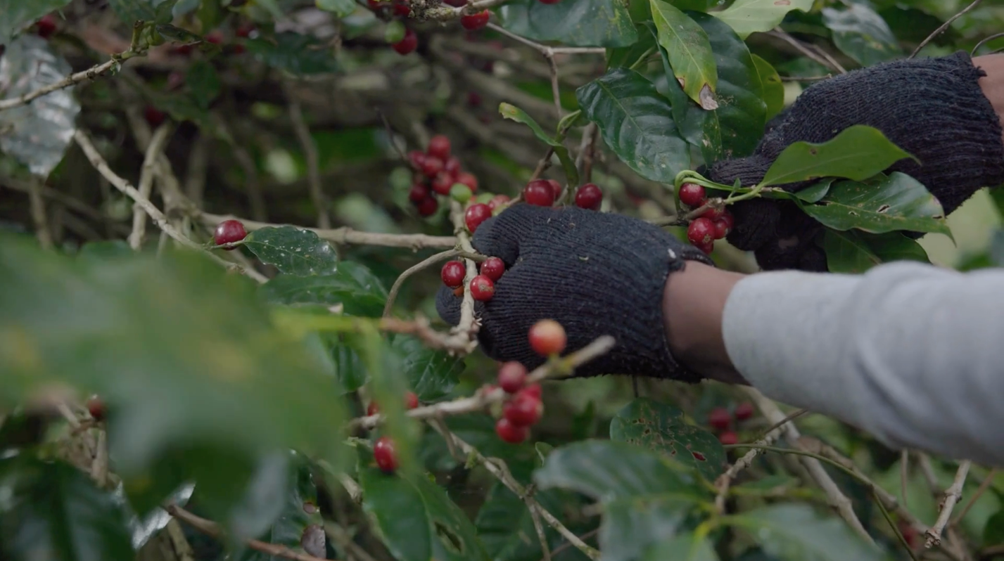 Kopi Kintamani: Cita Rasa dan Tradisi Bali dalam Secangkir Kopi