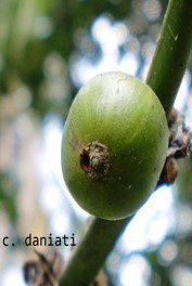 Penggerek Buah Kopi (PBKo) Hypothenemus hampei (Coleoptera: Scolytiidae)
