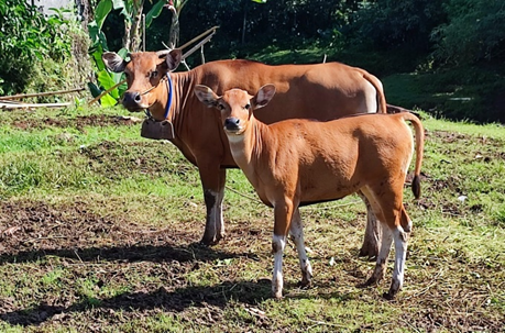 Calving Interval Sapi Bali