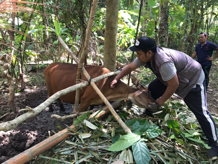 Perkembangan PMK (Penyakit Mulut dan Kuku) di Provinsi Bali