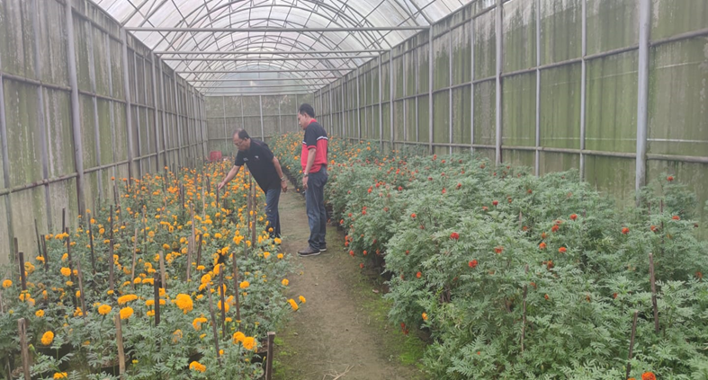 Pengembangan Penelitian Marigold di Kebun Hortikultura Luwus Tabanan, DISTANPANGAN Bali