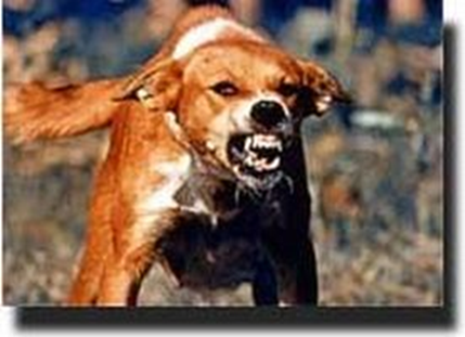Pemberdayaan Masyarakat dalam Pengendalian Penyakit Rabies