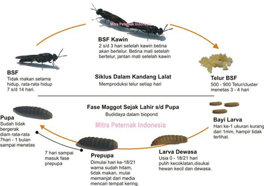 Maggot Sumber Pakan Bergizi Tinggi