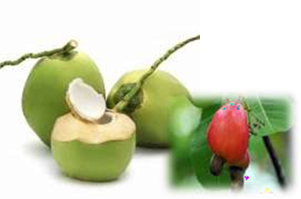 Pengenalan OPT Penting Tanaman Kelapa dan Jambu Mete