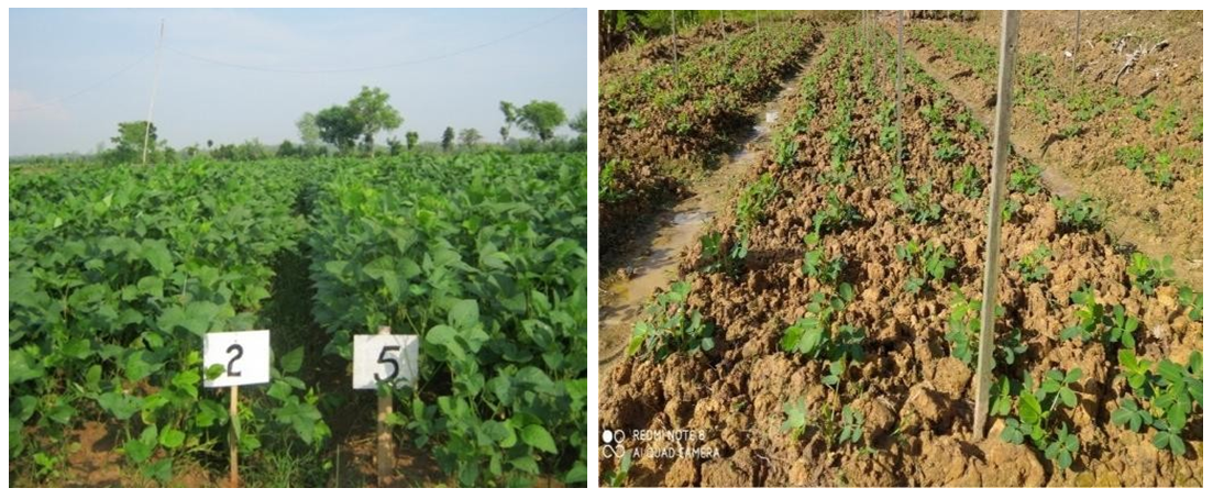 Potensi Bakteri untuk Produktivitas Lahan Pertanian