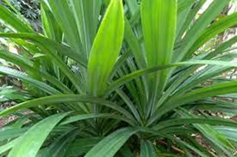 Peluang dan Tantangan Usaha Pandan Harum (Wangi) Iris