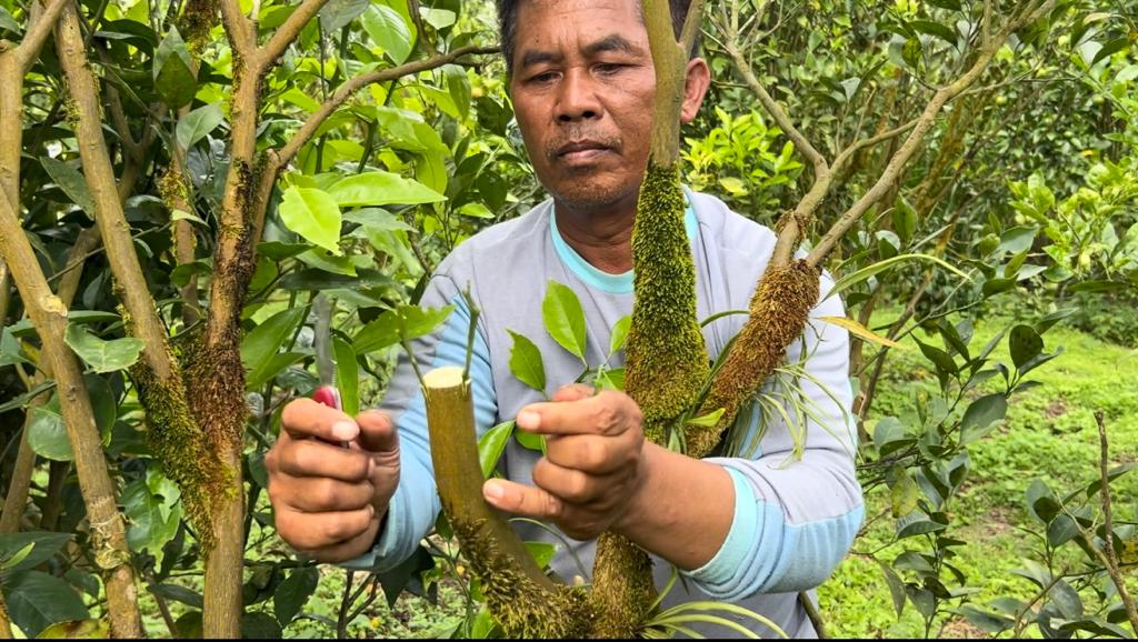 SIPUCUK OKE, Sistem "Top Working" Jeruk yang OKE (Optimal Kontinuitas Ekonomis)