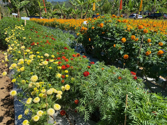 Launching Varietas Baru Bunga Gemitir Bali Sudamala