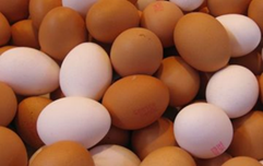 Penanganan Telur Konsumsi