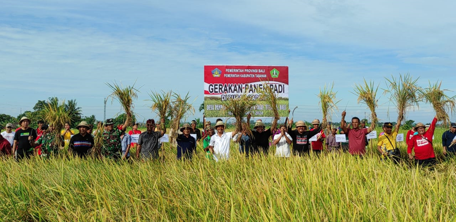 Gerakan Panen Padi Bersama Pj Gubernur Bali di Subak Gadon, Tabanan