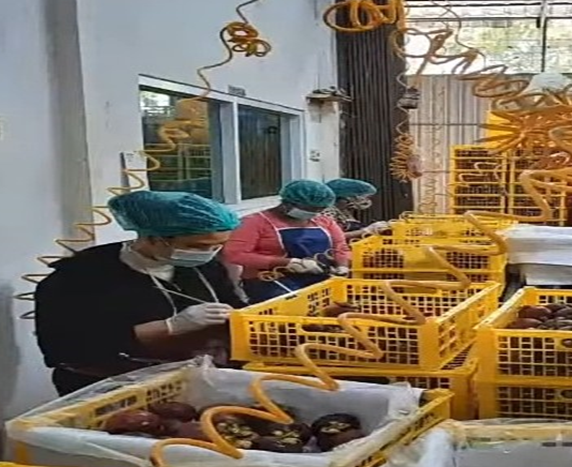 Hilirisasi Manggis di Bali