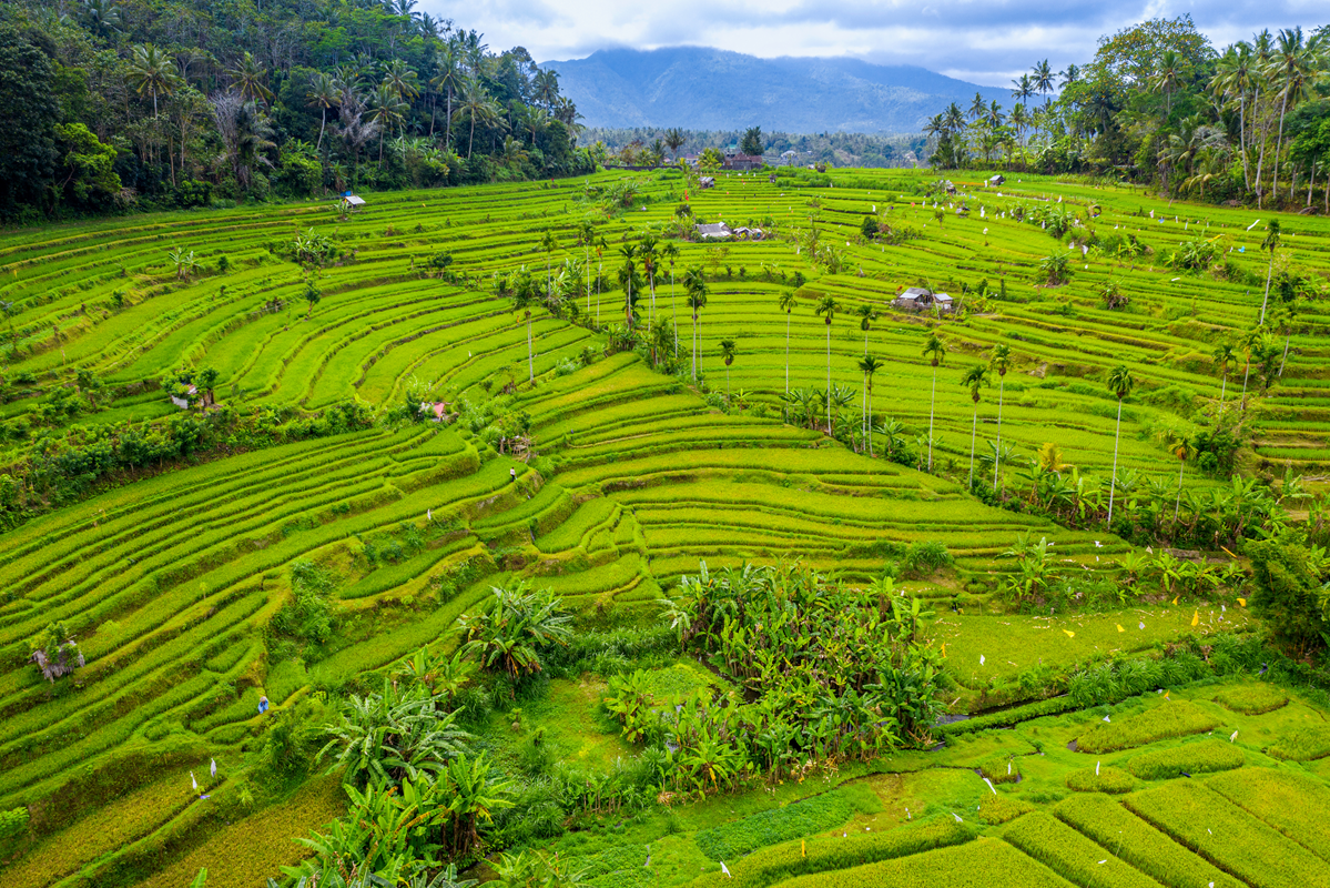 Petani: Representasi Nilai Kepahlawanan Masa Lalu, Kini dan Masa Depan