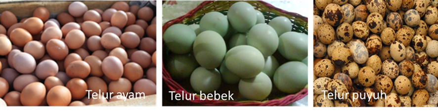 Telur Penyebab Bisul?