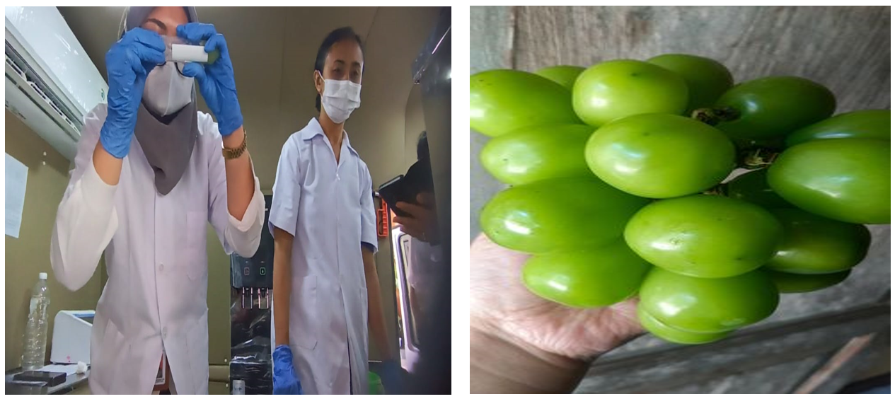 PENGAWASAN KEAMANAN PANGAN TERHADAP PEMBERITAAN MENGENAI PRODUK ANGGUR SHINE MUSCAT DI THAILAND YANG BEREDAR DI PASAR MODERN
