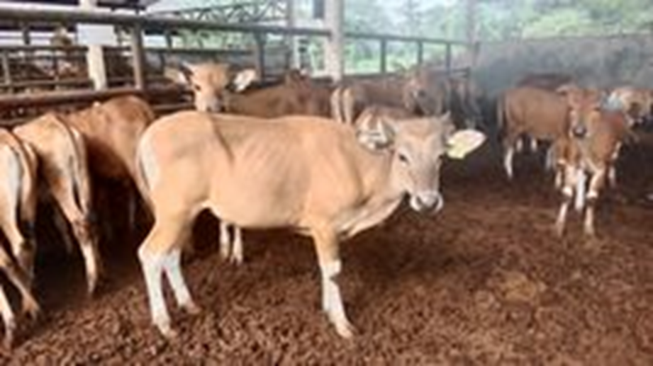 CACINGAN, DIAM-DIAM MERUGIKAN