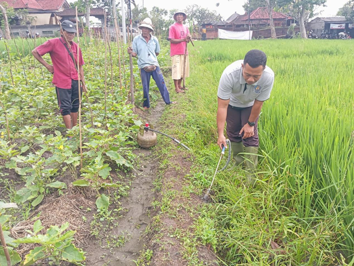 Gerakan Pengendalian Hama Tikus di Kabupaten Karangasem oleh UPTD. Balai Perlindungan Tanaman Pangan Hortikultura dan Perkebunan Provinsi Bali