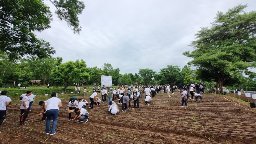 PENGEMBANGAN PADI GOSIP DI PROVINSI BALI