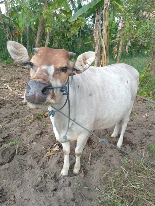 Kelainan Genetik Sapi Bali Ditemukan di Tegalalang, Gianyar