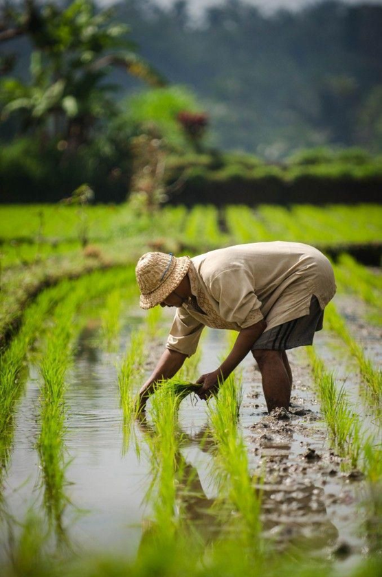 Mengenal Beras Fortifikasi dan Beras Biofortifikasi: Inovasi untuk Gizi yang Lebih Baik