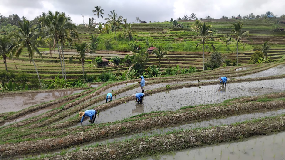 Larang Alih Fungsi Lahan Pertanian Lewat Instruksi Gubernur Nomor 5 Tahun 2025