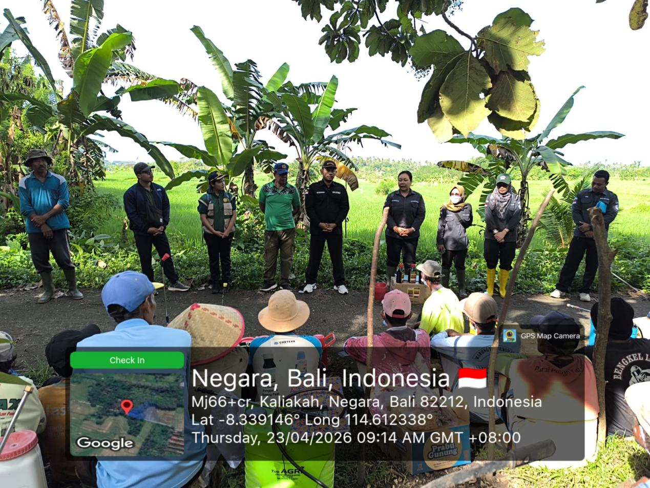 GERAKAN PENGENDALIAN PENGGEREK BATANG PADI UNTUK MENINGKATKAN PRODUKTIVITAS OLEH BPTPHBUN PROVINSI BALI