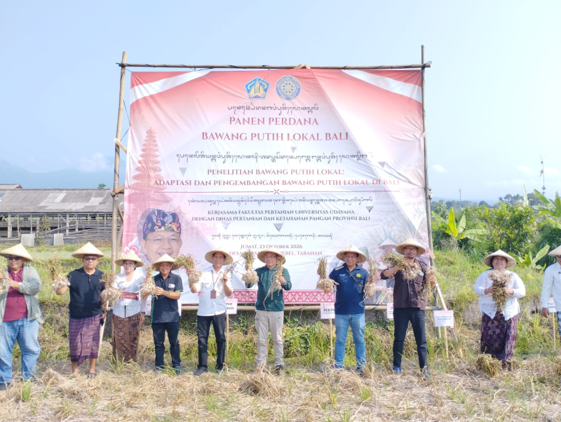 PANEN BERSAMA BAWANG PUTIH DI BABAHAN, PERKUAT PENGEMBANGAN BAWANG PUTIH LOKAL BALI