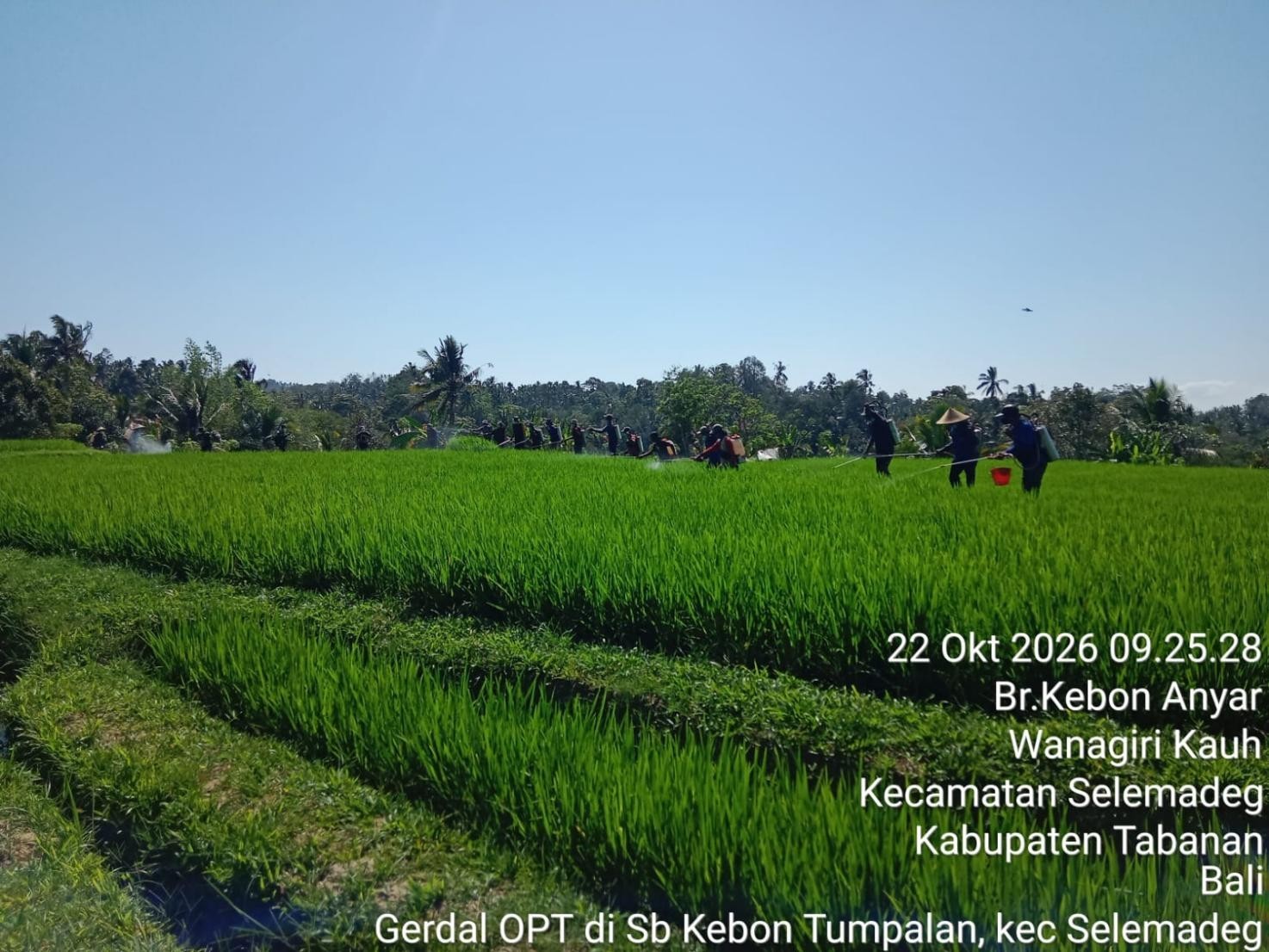 GERAKAN PENGENDALIAN OPT SEREALIA DI KABUPATEN TABANAN4