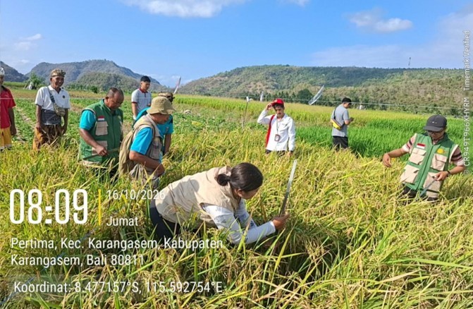 Sukses Terapkan PPHT Padi, Hasil Panen Subak Desa Timbrah Karangasem Tembus 8,69 Ton Hektar
