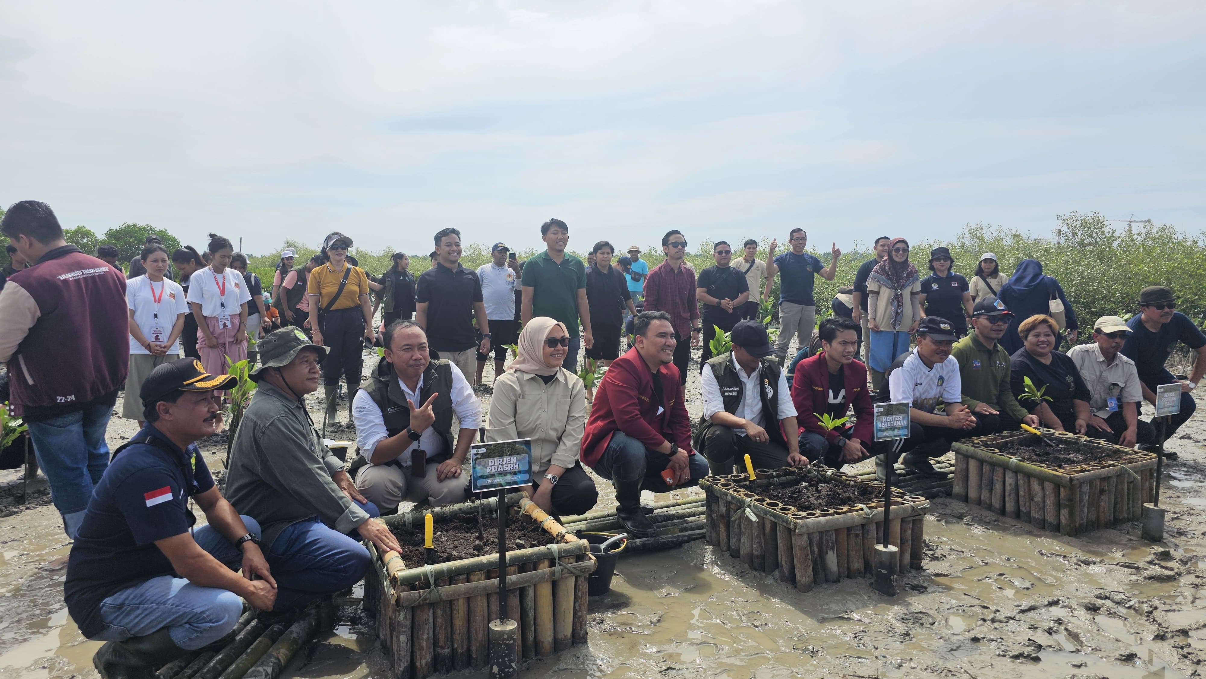 Penanaman 50.000 Batang Mangrove Dimulai di Denpasar: Menteri Kehutanan Apresiasi Kolaborasi Sahabat Mangrove Ranger