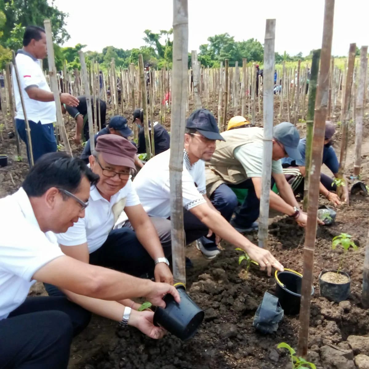 Kadis DPMA Prov. Bali Ikuti Penanaman 2.000 Pohon Cabai di Hutan Kota Banyuasri