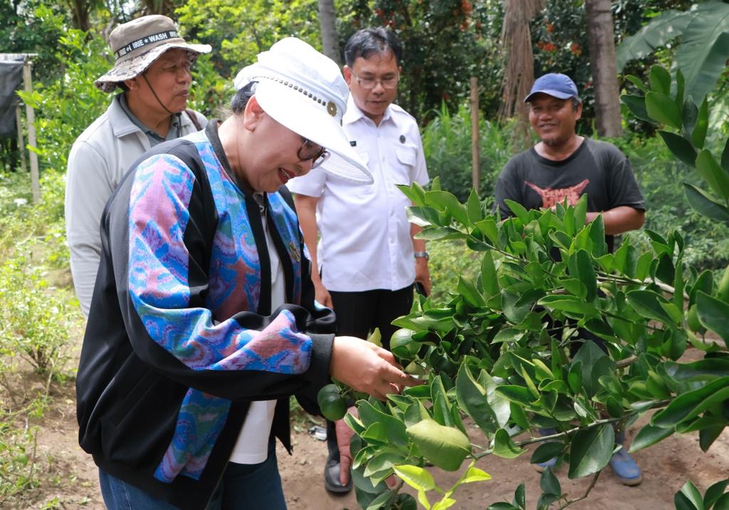 Kembalikan Kejayaan, Ketua TP PKK Provinsi Bali Meninjau Budidaya Jeruk Keprok Tejakula