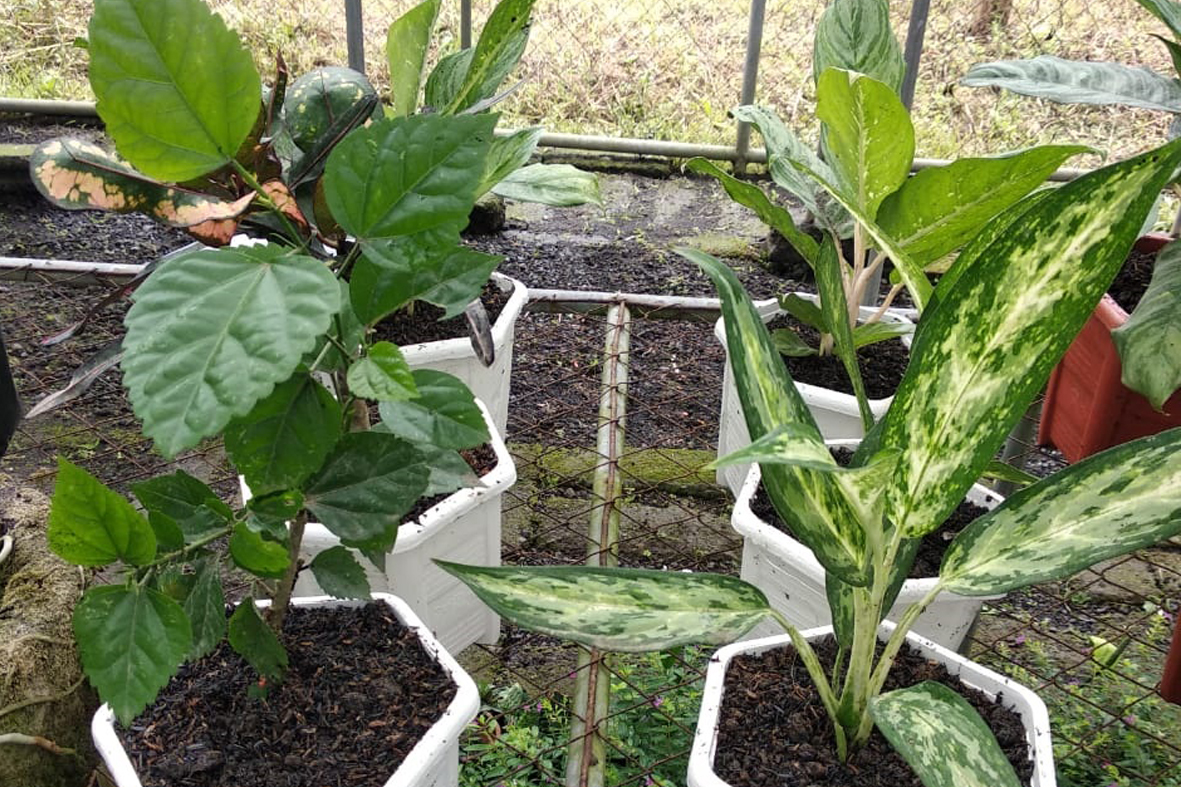 Inilah hasil karya teman ODGJ dalam menanam tanaman hias .