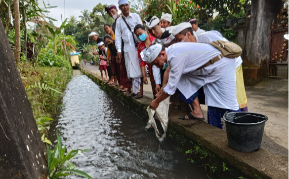 Pelepasan Ikan Ke Sungai Dalam Rangka Memepringati Hari Tumpek Uye